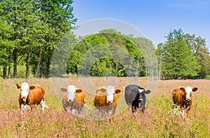 Cows in a row in the heather fields of Drenthe