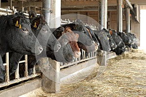 Cows in a row in an open cowshed