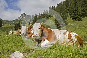 Cows with RuchenkÃ¶pfe in background