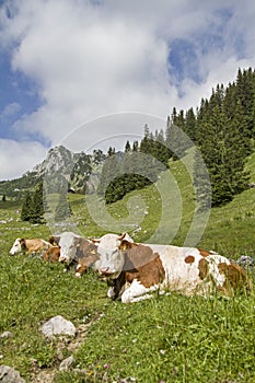 Cows with RuchenkÃ¶pfe in background