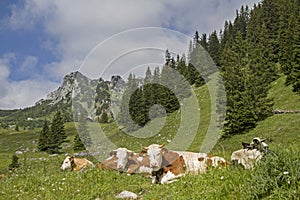 Cows with RuchenkÃ¶pfe in background