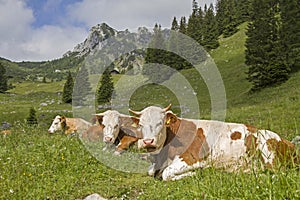 Cows with RuchenkÃ¶pfe in background