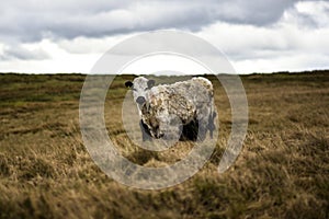 Cows On Rugged Farmland, Peak District National Park, Derbyshire, UK