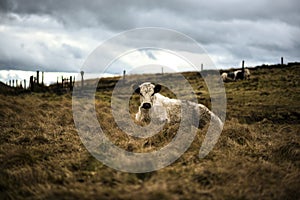 Cows On Rugged Farmland, Peak District National Park, Derbyshire, UK