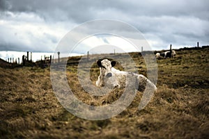 Cows On Rugged Farmland, Peak District National Park, Derbyshire, UK