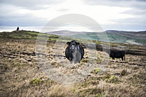 Cows On Rugged Farmland, Peak District National Park, Derbyshire, UK