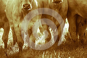 Cows runs to the barrel of food in early morning