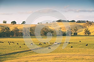 Cows in rural Australia