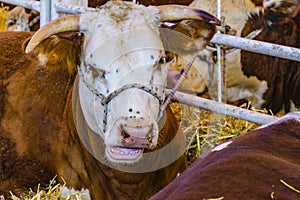 Cows at Rural Exhibition, Montevideo, Uruguay