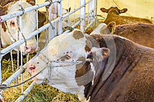 Cows at Rural Exhibition, Montevideo, Uruguay