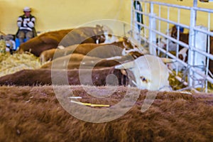 Cows at Rural Exhibition, Montevideo, Uruguay