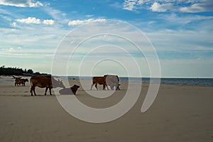 Cows on the sandy beach