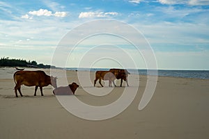 Cows on the sandy beach