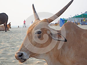 Cows on a sandy beach in the Indian state of Goa.