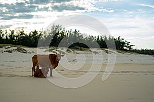 Cows on the sandy beach