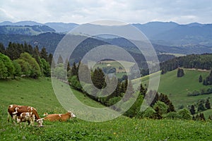 Cows in Schwarzwald photo