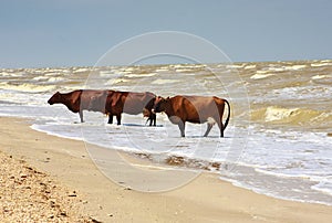 Cows sea beach