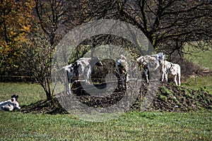 Cows seek shade under tree