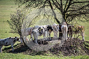 Cows seek shade under tree