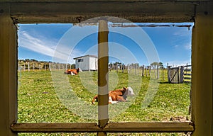 Cows seen through barn window at Posada Estancia Rio Verde, Riesco Island,, Chile