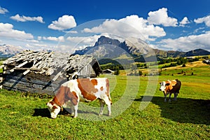 Cows in Seiser Alm, the largest high altitude Alpine meadow in Europe, stunning rocky mountains on the background. South Tyrol pro