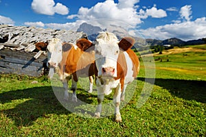 Cows in Seiser Alm, the largest high altitude Alpine meadow in Europe, stunning rocky mountains on the background. South Tyrol pro