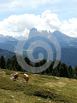 Cows in Sella Pass