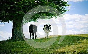 Cows in shade