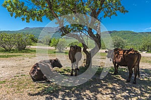 Cows in the shade of a tree