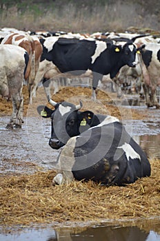 Cows shake on the street and look into the frame