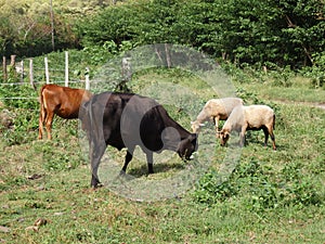 Cows and sheep grazing on bequia