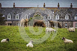 Cows and Sheep Near Iona Island Bishops House