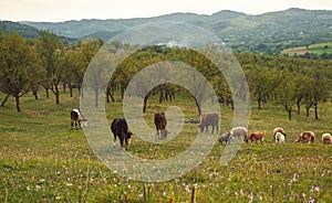 Cows, sheeps and goats grazing