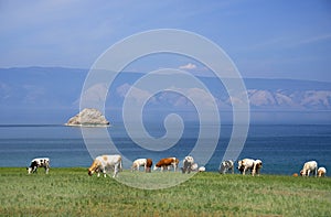 Cows on the shore of Baikal Lake