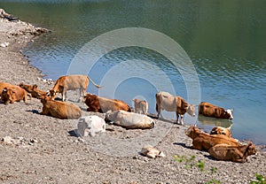 Cows on the shore of Giacopiane lake, an artificial reservoir located in the Sturla valley in the municipality of Borzonasca, photo