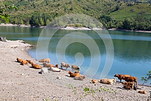 Cows on the shore of Giacopiane lake, an artificial reservoir located in the Sturla valley in the municipality of Borzonasca, photo
