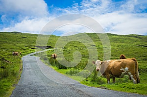 Cows on the side of the road