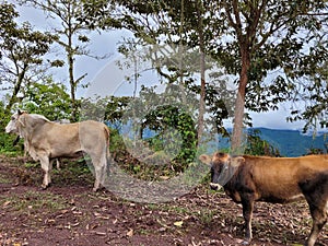 Cows on the side of the road