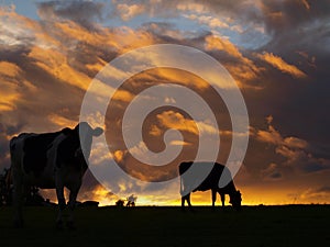 Cows silhouette