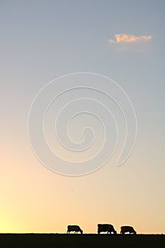 Cows silhouette
