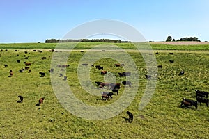 Cows silhouettes  grazing, La Pampa,