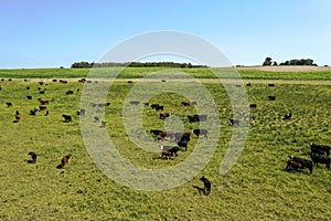 Cows silhouettes  grazing, La Pampa, photo