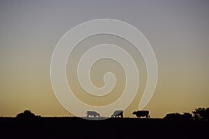 Cows silhouettes  grazing, La Pampa,