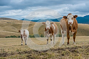 Cows simental race photo