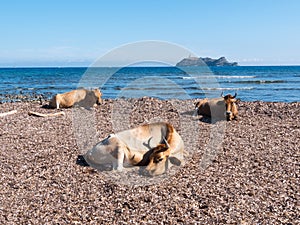 Cows sitting in the mediterranean beach of Barcaggio