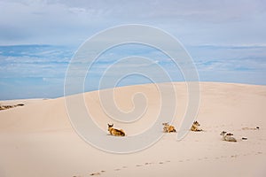 Cows sitting in a white sand dune in a overcast day with vegetation in the background