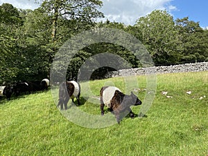 Cows in a sloping pasture, with dry stone walls, and trees in, Hubberholme, Yorkshire, UK