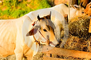 Cows at small farm in countryside