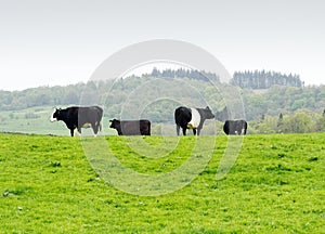 Cows in small group on farmland