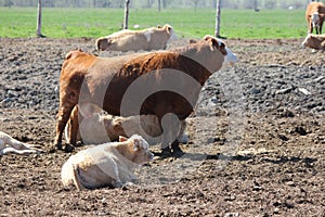 Cows in Small Holding Area Lying